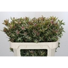 Leucadendron Ayoba Star Pearl