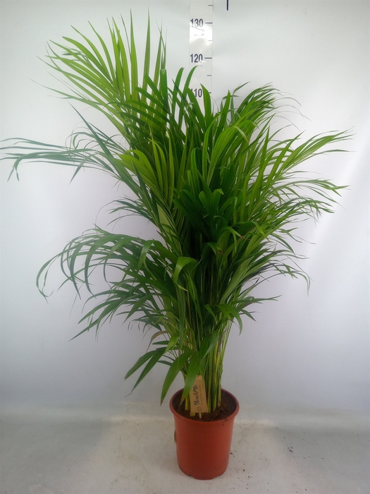 <h4>Dypsis lutescens   ...Chrysalidoca</h4>