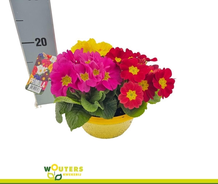 <h4>PRIM AC GEM</h4>