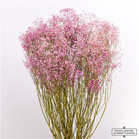 <h4>Dried Gyps Cerise Extra Bunch</h4>