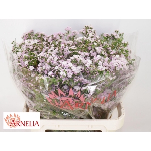 CHAMELAUCIUM UNCI. 'DANCQUEEN'