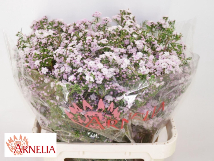<h4>CHAMELAUCIUM UNCI. 'DANCQUEEN'</h4>