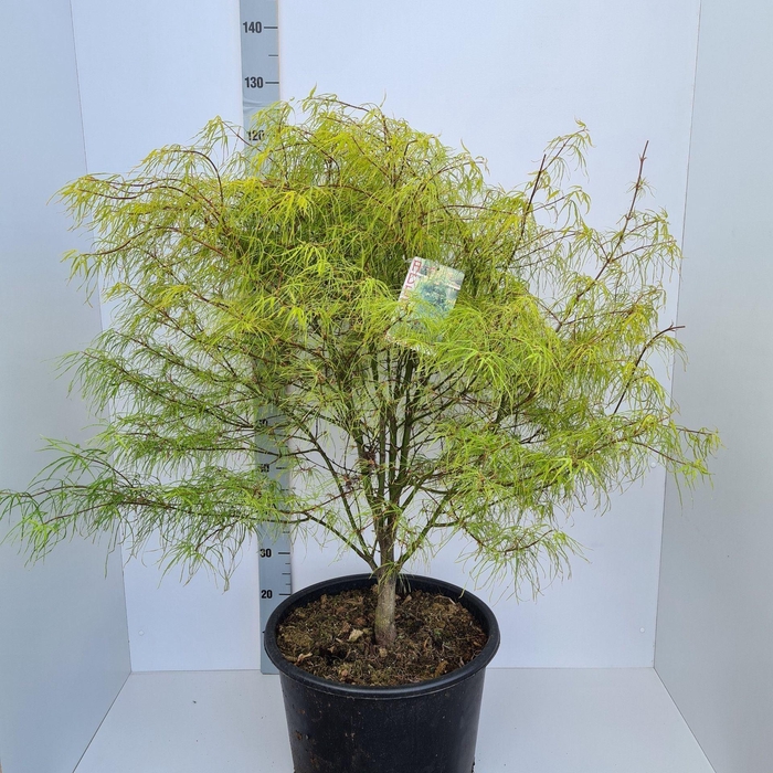 <h4>Acer palmatum Koto-no-ito</h4>