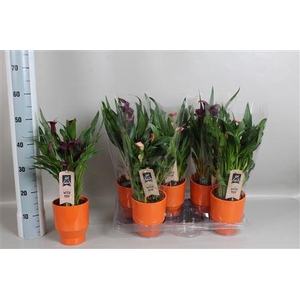Zant Gem 4 + In Keramiek Pot