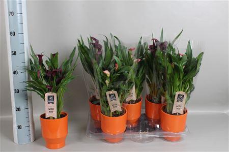 <h4>Zant Gem 4 + In Keramiek Pot</h4>