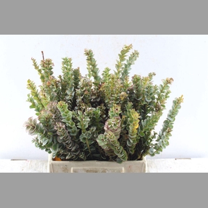 Kaaps Paranomus Reflexus