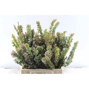 Kaaps Paranomus Reflexus