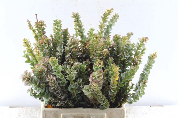 <h4>Kaaps Paranomus Reflexus</h4>