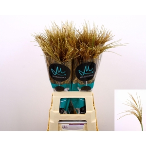 Misc Sin White Cloud 70 Cm