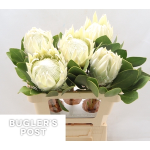 Protea Ayoba Arctic Ice