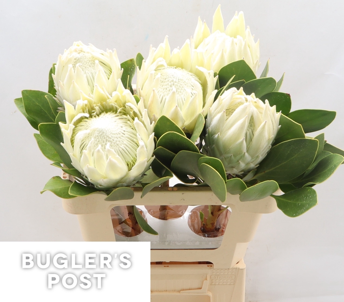 <h4>Protea Ayoba Arctic Ice</h4>