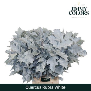 Quercus Rubra L80 White