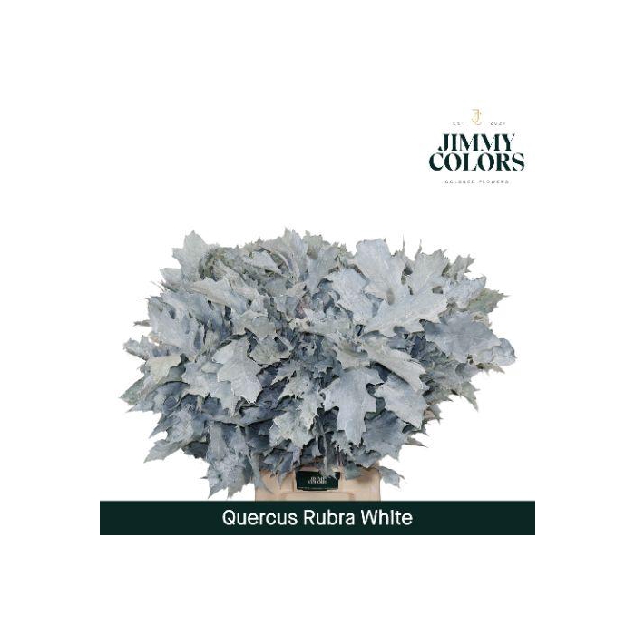 <h4>Quercus Rubra L80 White</h4>