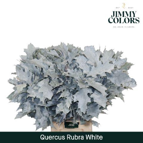 Quercus Rubra L80 White