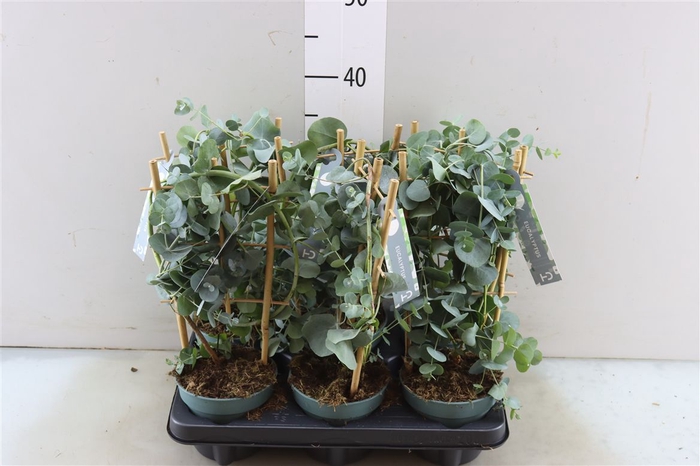 <h4>Eucalyptus Cinerea Silver Dollar</h4>