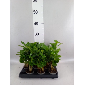 Coffea arabica