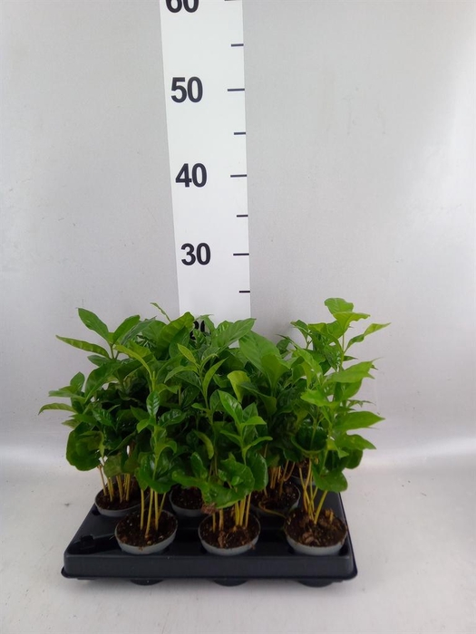 <h4>Coffea arabica</h4>
