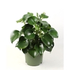 Peperomia Polybot Raindrop