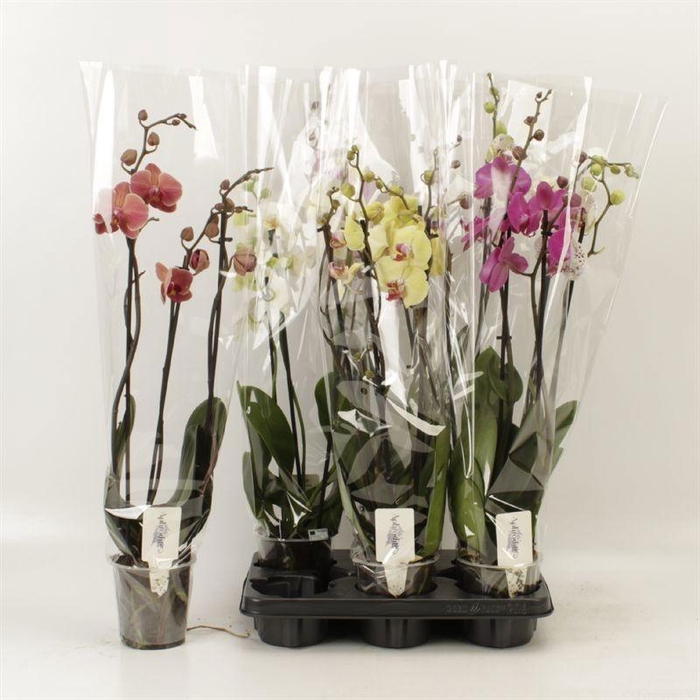 <h4>PHAL GEM 4 KL</h4>