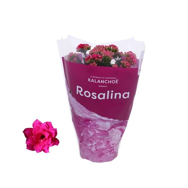 <h4>Kalanchoe Rosalina 12cm TST Don Victorio, Paarse hoes</h4>