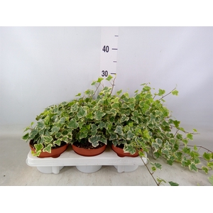 Hedera helix 'White Wonder'