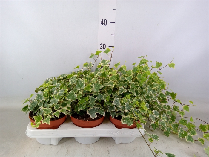 <h4>Hedera helix 'White Wonder'</h4>