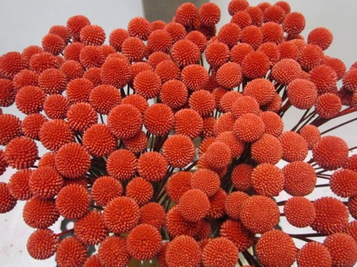 <h4>Craspedia Rood</h4>