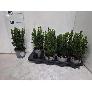 EUONYMUS JA GR SPIRE