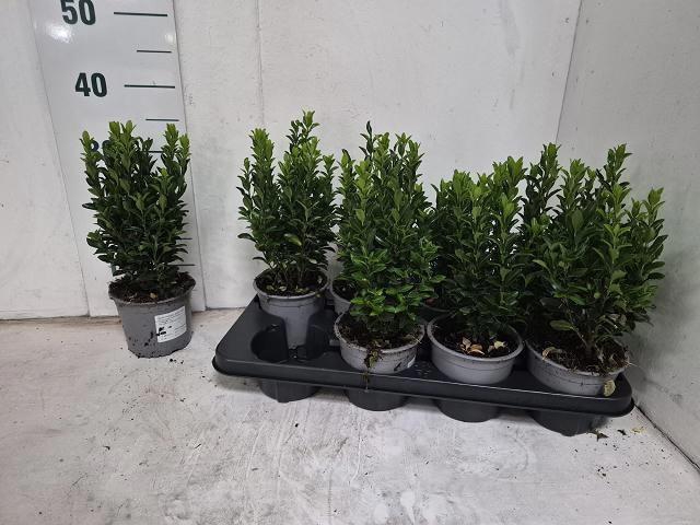 <h4>EUONYMUS JA GR SPIRE</h4>