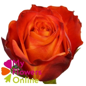 R Gr Atomic Orange 50cm EC