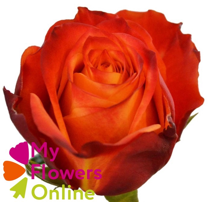 R Gr Atomic Orange 50cm EC