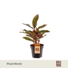 Aglaonema Crete