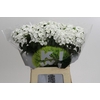 Dianthus Br Kiwi Bunny
