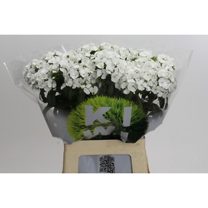 Dianthus Br Kiwi Bunny