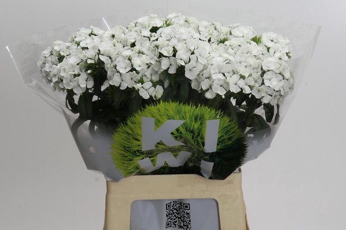 <h4>Dianthus Br Kiwi Bunny</h4>