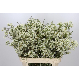 Chamelaucium Ivory Pearl