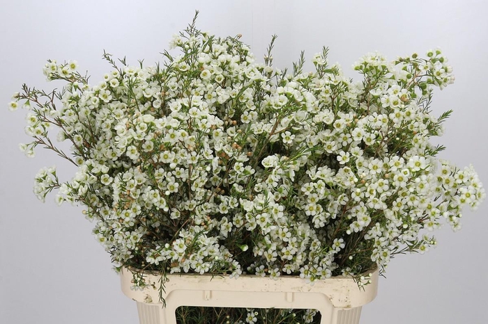 <h4>Chamelaucium Ivory Pearl</h4>