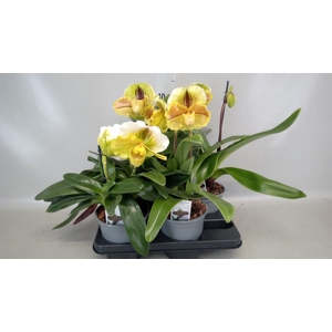 Paphiopedilum  'Amerikaanse hybrid'