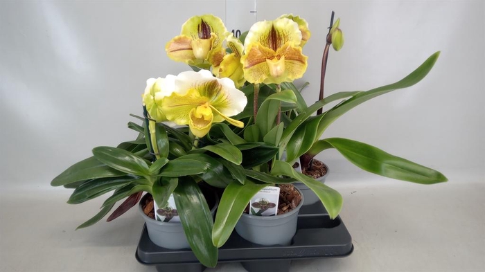 <h4>Paphiopedilum  'Amerikaanse hybrid'</h4>
