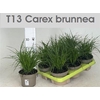 Carex Brunnea