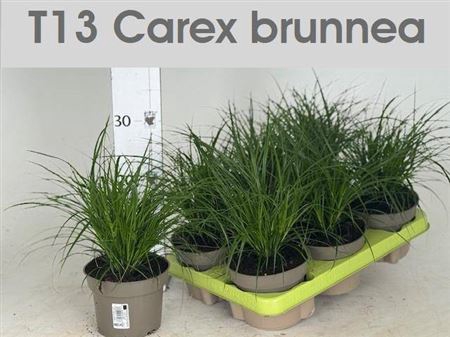 Carex Brunnea