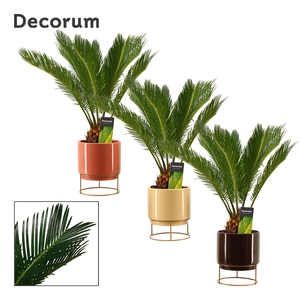 Cycas revoluta 14 cm, 10+ veren in Emma (Nature Love-collection)