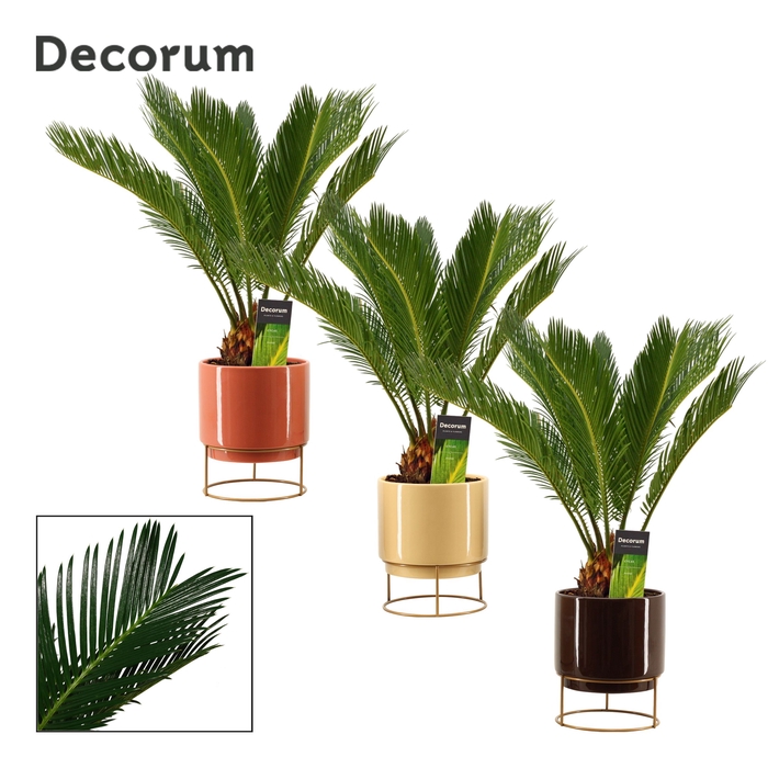 <h4>Cycas revoluta 14 cm, 10+ veren in Emma (Nature Love-collection)</h4>