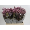 Limonium sinense Blush Diamond