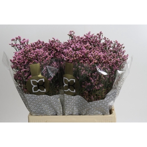 Limonium sinense Blush Diamond