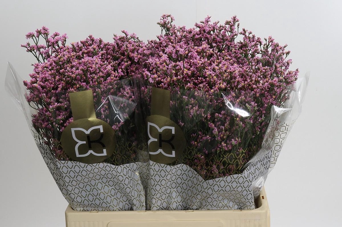 Limonium sinense Blush Diamond
