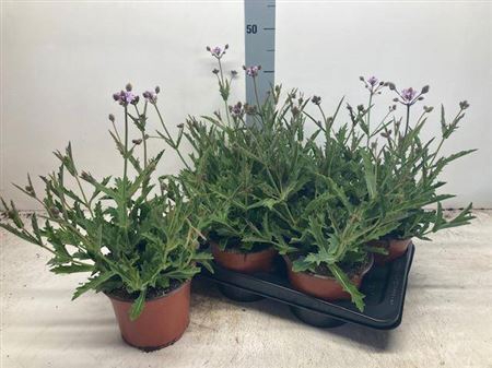 <h4>Verbena Rigida</h4>