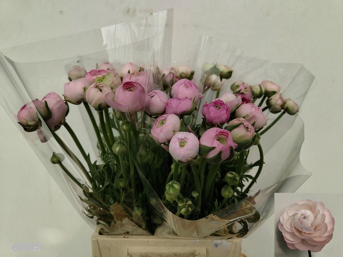 <h4>RAN AM MARSHMALLOW</h4>