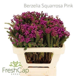 BERZ SQUARROSA
