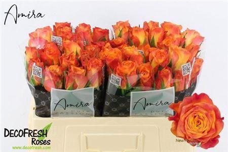 <h4>R Gr New Horizon</h4>